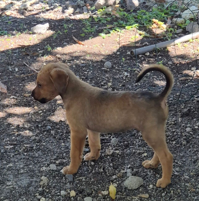 Adopter Ziggy