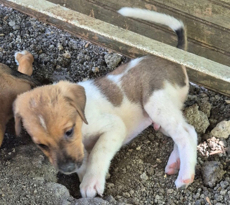 Adopter Buddy