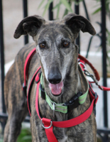 Adopter  chien : Chorrona