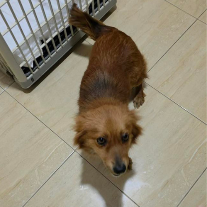 Adoption Jaya