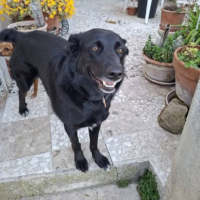 Adopter  chien : Shella