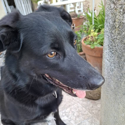 Adopter Shella