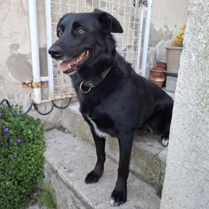 Adopter Shella