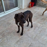 Adopter  chien : Bounty