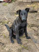 Adopter  chien : Kalei