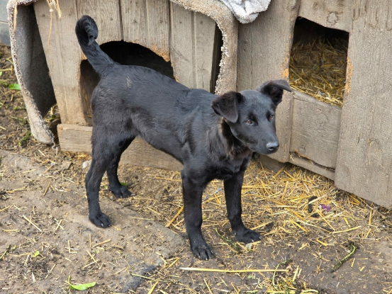 Adopter Kalei