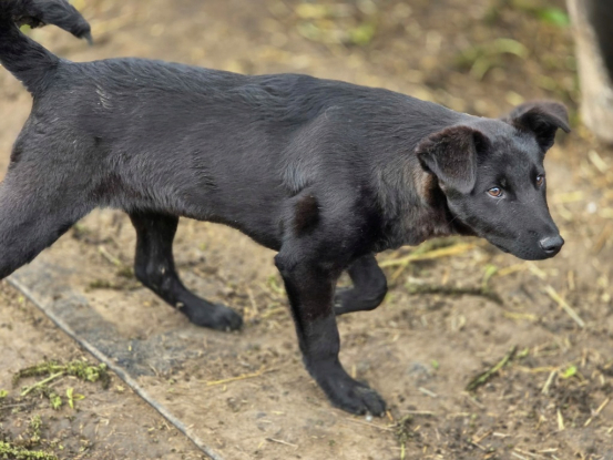 Adopter Kalei