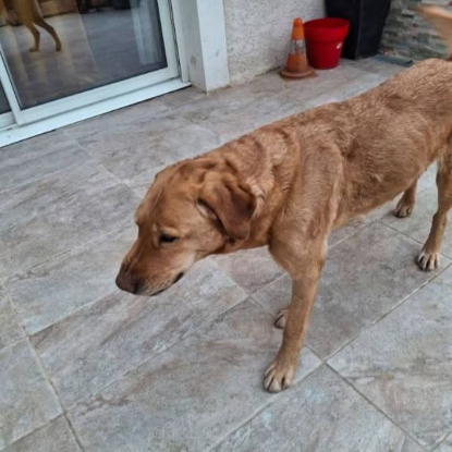 Adopter Milka