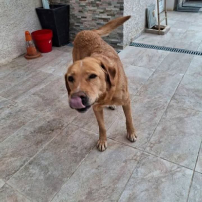 Adopter Milka
