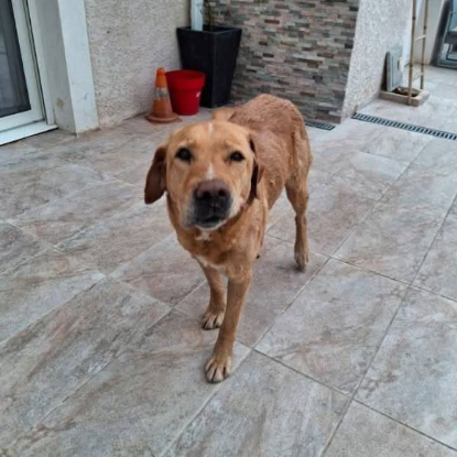 Adopter Milka