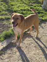 Adopter  chien : Lucky