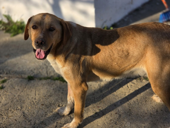 Adopter Lucky