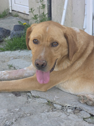 Adoption Lucky