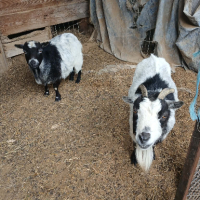 Adopter  animal de la ferme : Chèvres