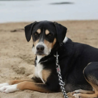 Adopter  chien : Bingo