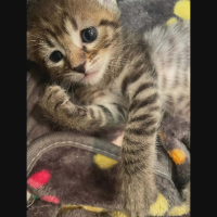 Adopter  chat : Louna