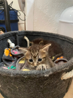 Adopter Louna