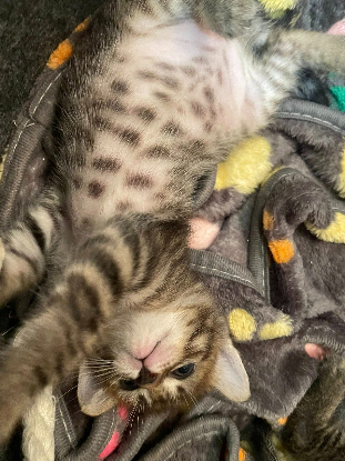 Adopter Louna