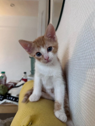 Adopter Benito