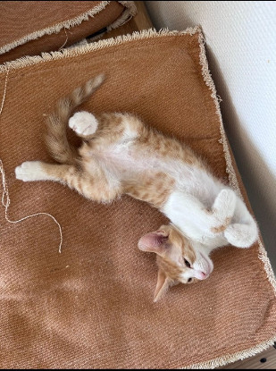 Adopter Benito