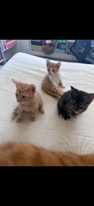 Adoption Benito