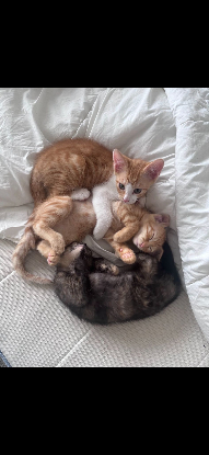 Adoption Benito