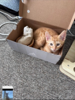 Adopter  chat : Bernardo