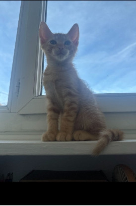 Adopter Bernardo