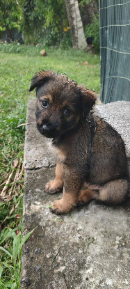 Adopter Mooka