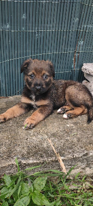 Adopter Mooka