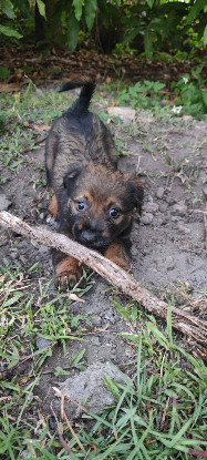 Adoption Mooka