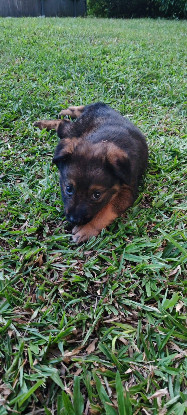 Adoption Mooka