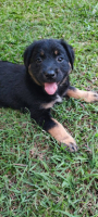 Adopter  chien : Paris