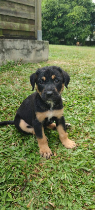 Adopter Bella