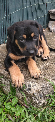 Adopter Bella