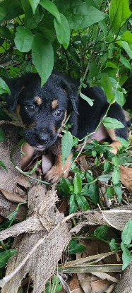 Adopter Bella
