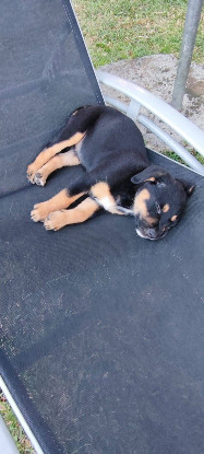 Adoption Bella