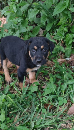 Adoption Bella