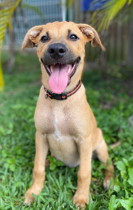Adopter Millie