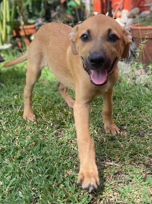 Adopter Millie
