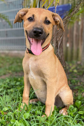 Adopter Millie