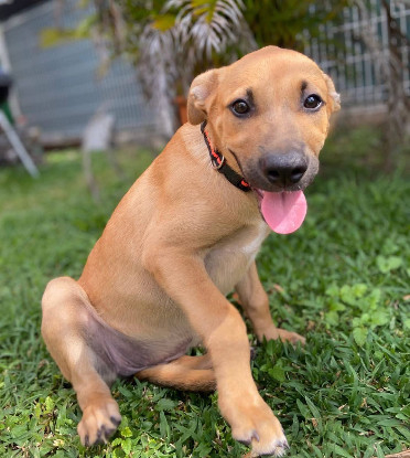 Adoption Millie