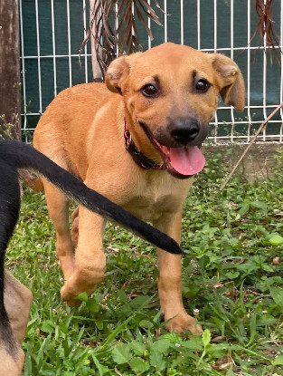 Adoption Millie