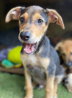 Adopter Milo