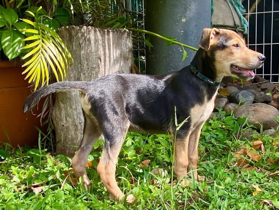 Adopter Milo