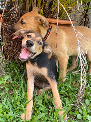 Adoption Milo