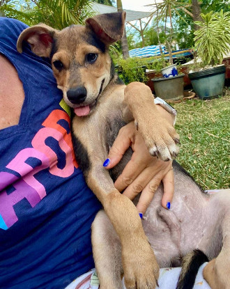 Adoption Milo