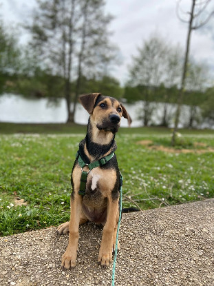 Adopter Layko