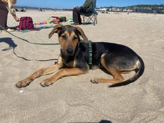 Adopter Layko
