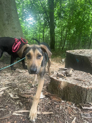 Adopter Layko